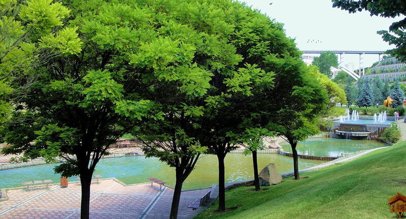 Trees Near Pond