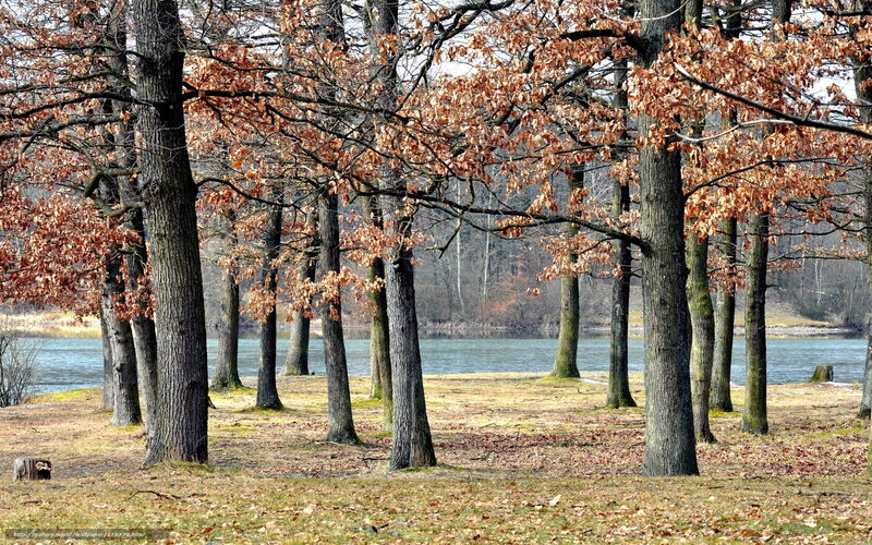 Trees Near Riverbank — Brown