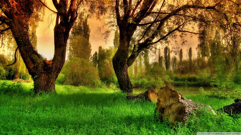 Trees Near Riverbank