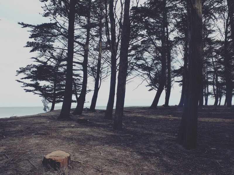 Trees on a Beach — Gray