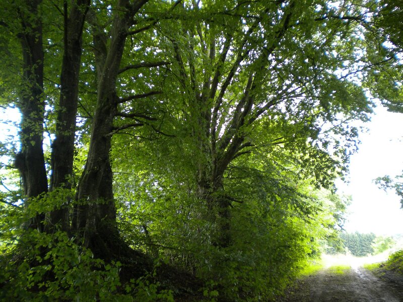 Trees on a Dirt Path — Green