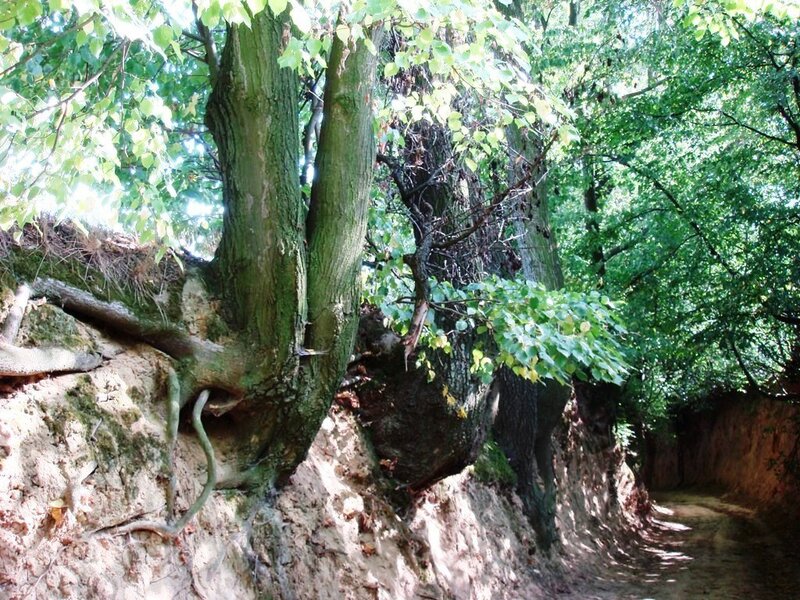 Trees on a Dirt Path