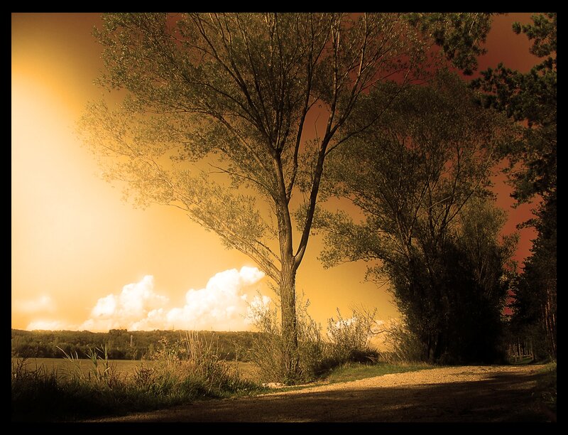 Trees on a Dirt Road
