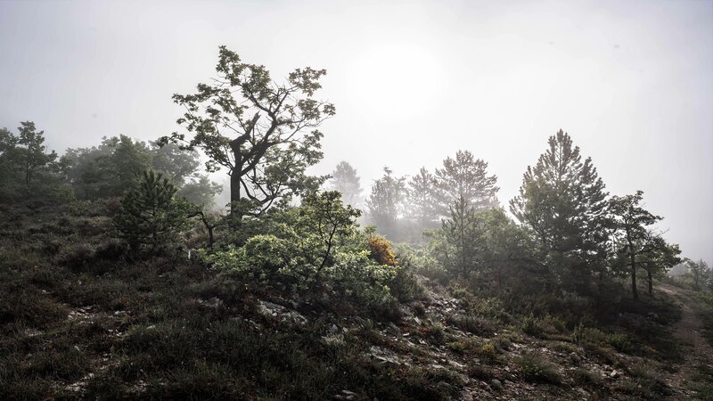 Trees on a Foggy Hillside