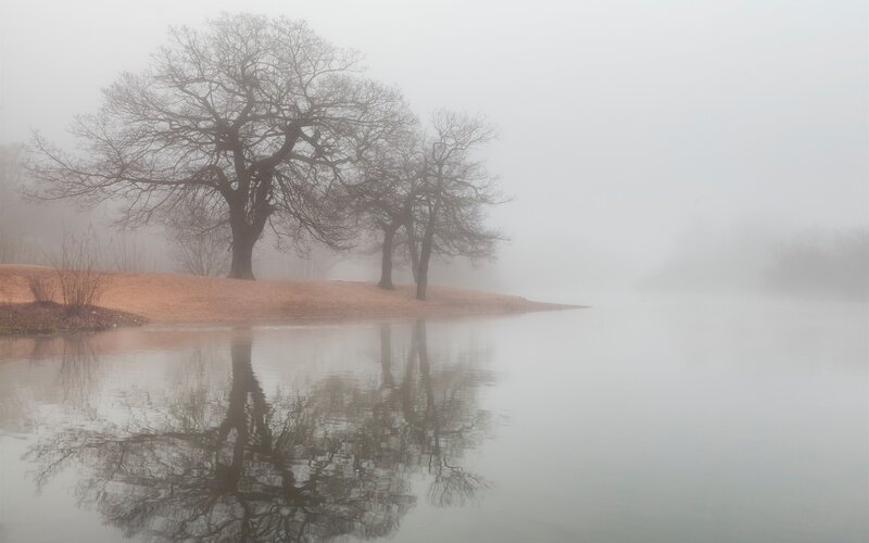 Trees on a Foggy Lake — Gray