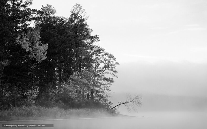 Trees on a Foggy Lake