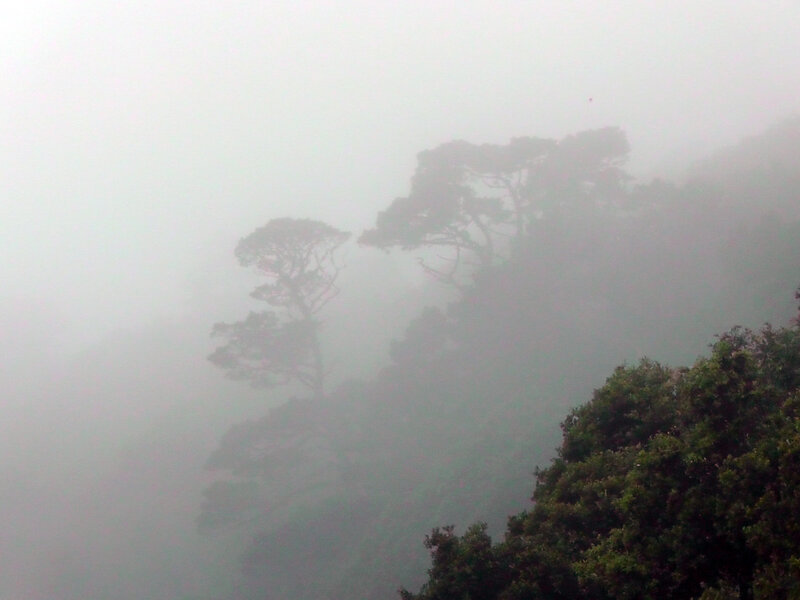 Trees on a Foggy Mountain — Gray