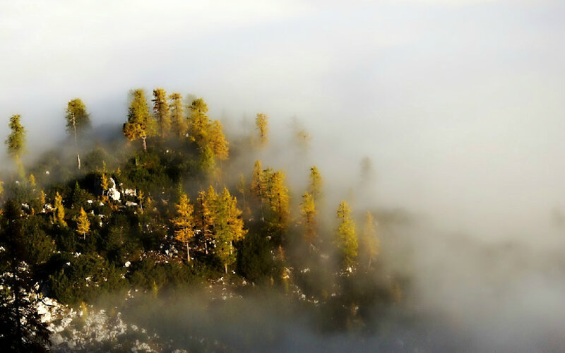 Trees on a Foggy Mountain