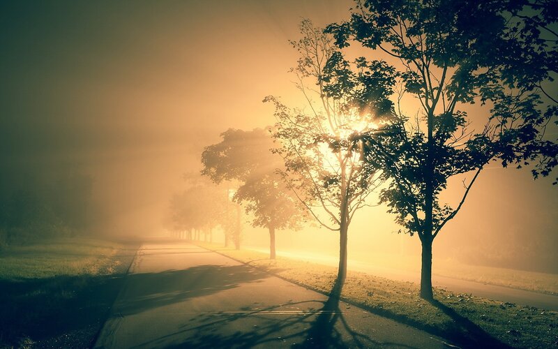 Trees on a Foggy Road