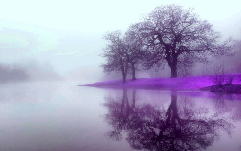 Trees on a Foggy Shore — Purple