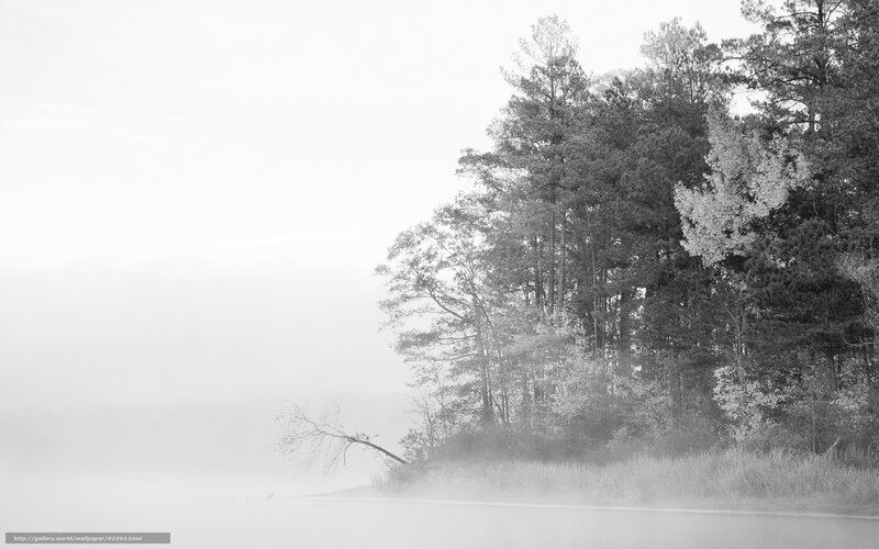 Trees on a Foggy Shore