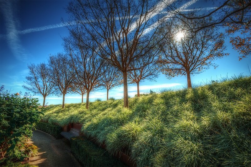 Trees on a grassy hill