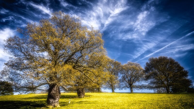 Trees on a Grassy Hill — Blue, Dramatic