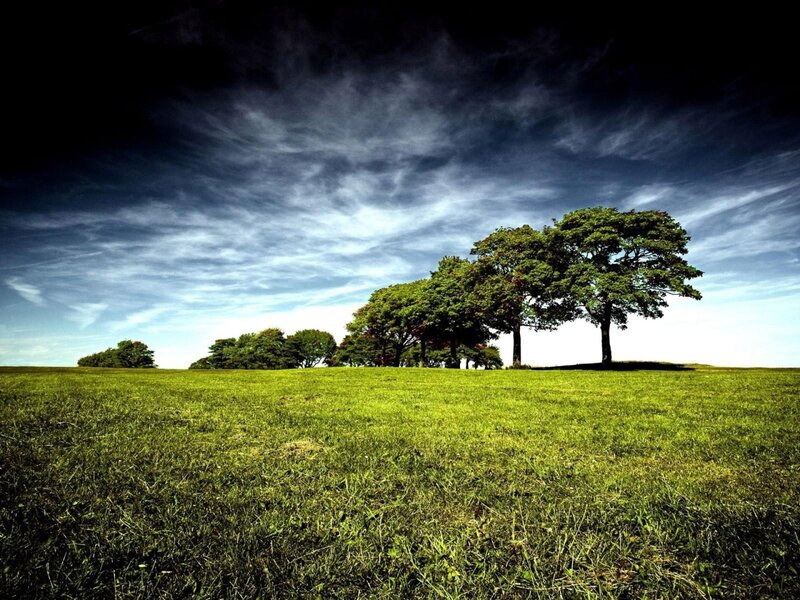 Trees on a Grassy Hill — Green, Dramatic