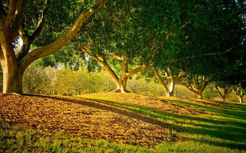 Trees on a Grassy Hill — Green, Serene, Afternoon, Photograph, Grass, Leaves