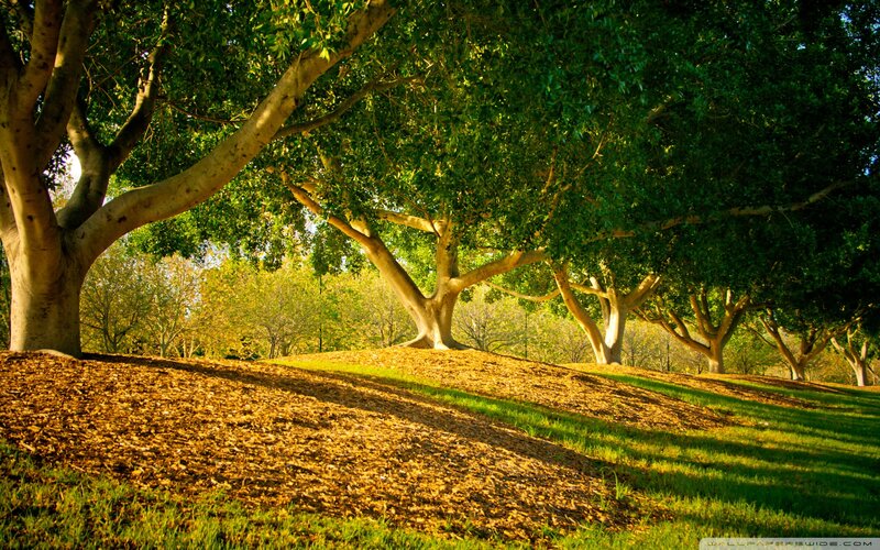 Trees on a Grassy Hill — Green, Serene, Afternoon, Photograph, Grass