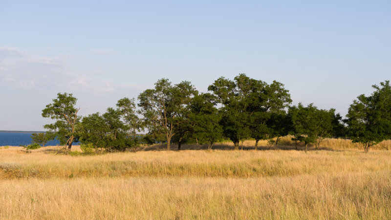 Trees on a Grassy Hill — Green, Serene, Afternoon, Photograph, Grass, Water