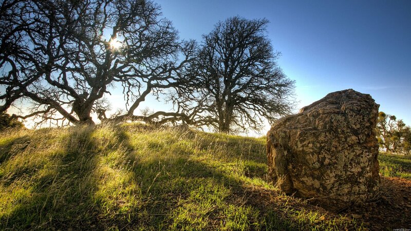 Trees on a Grassy Hill — Green, Serene, Afternoon