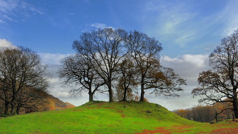 Trees on a Grassy Hill — Green, Serene, Autumn, Photograph, Sky