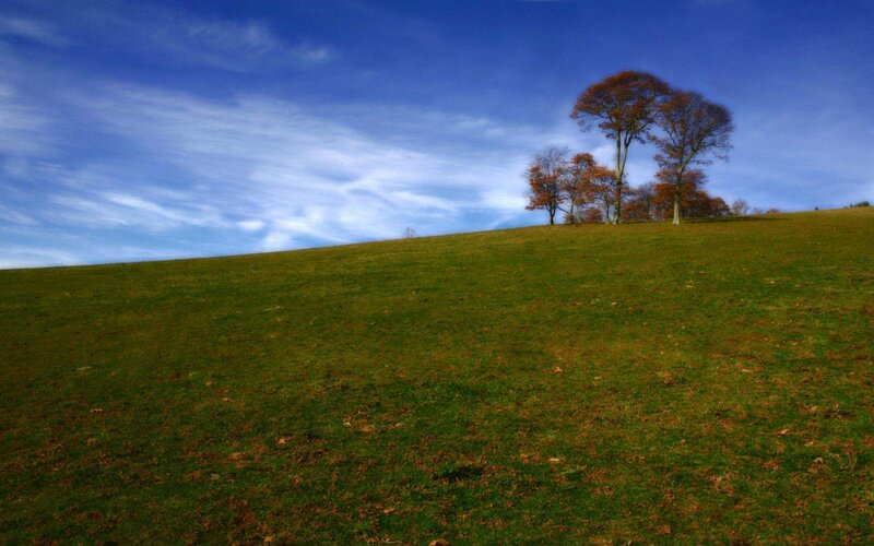 Trees on a Grassy Hill — Green, Serene, Autumn
