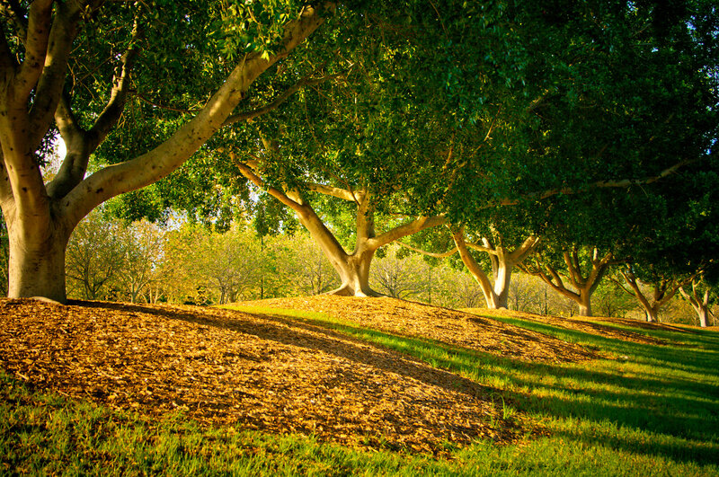 Trees on a Grassy Hill — Green, Serene