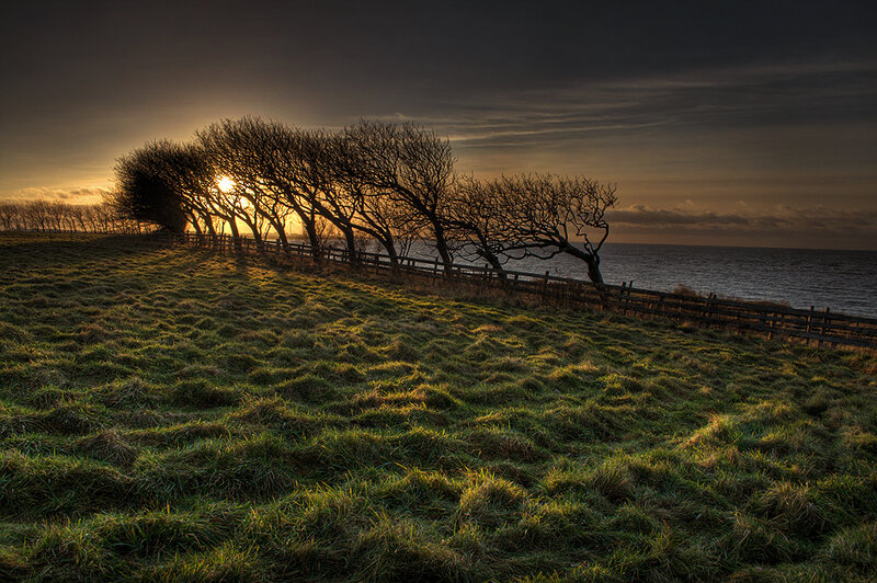 Trees on a Grassy Hill — Green