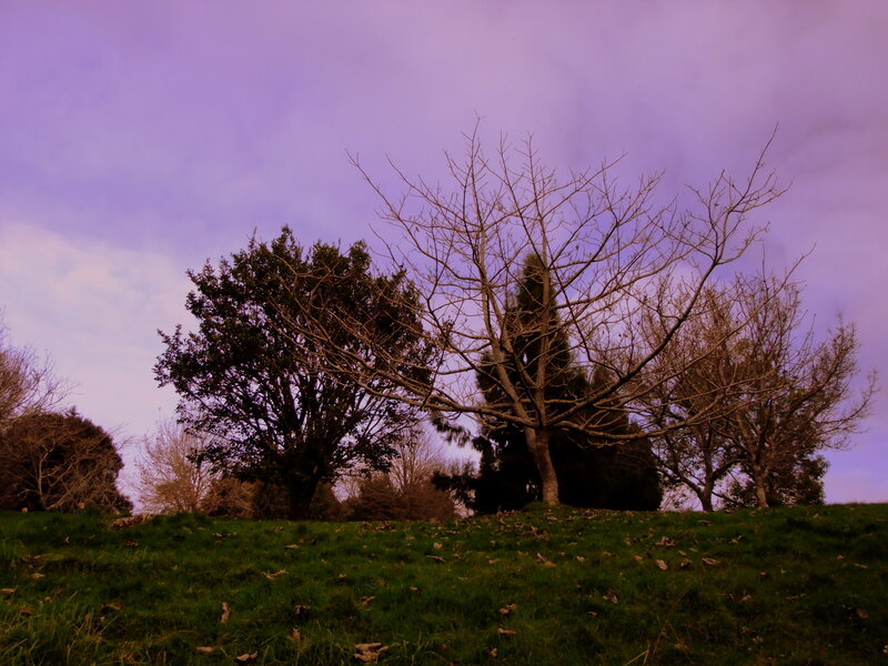 Trees on a Grassy Hill — Purple