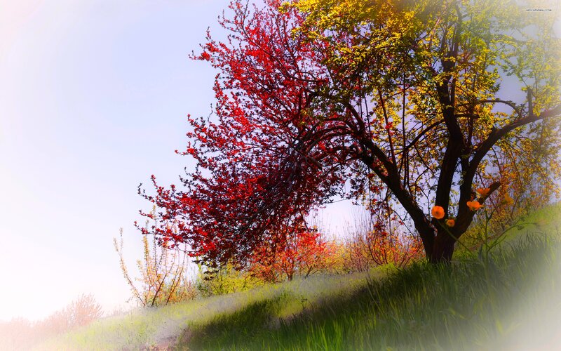 Trees on a Grassy Hill — Red
