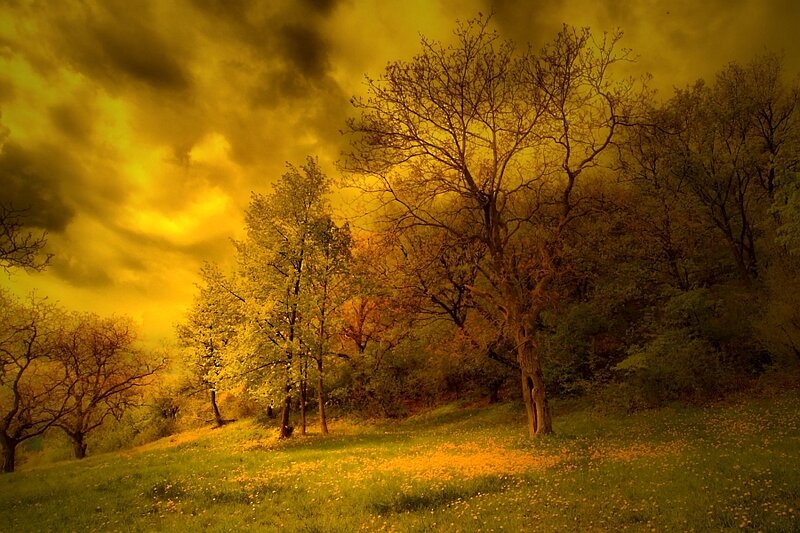 Trees on a Grassy Hill — Yellow