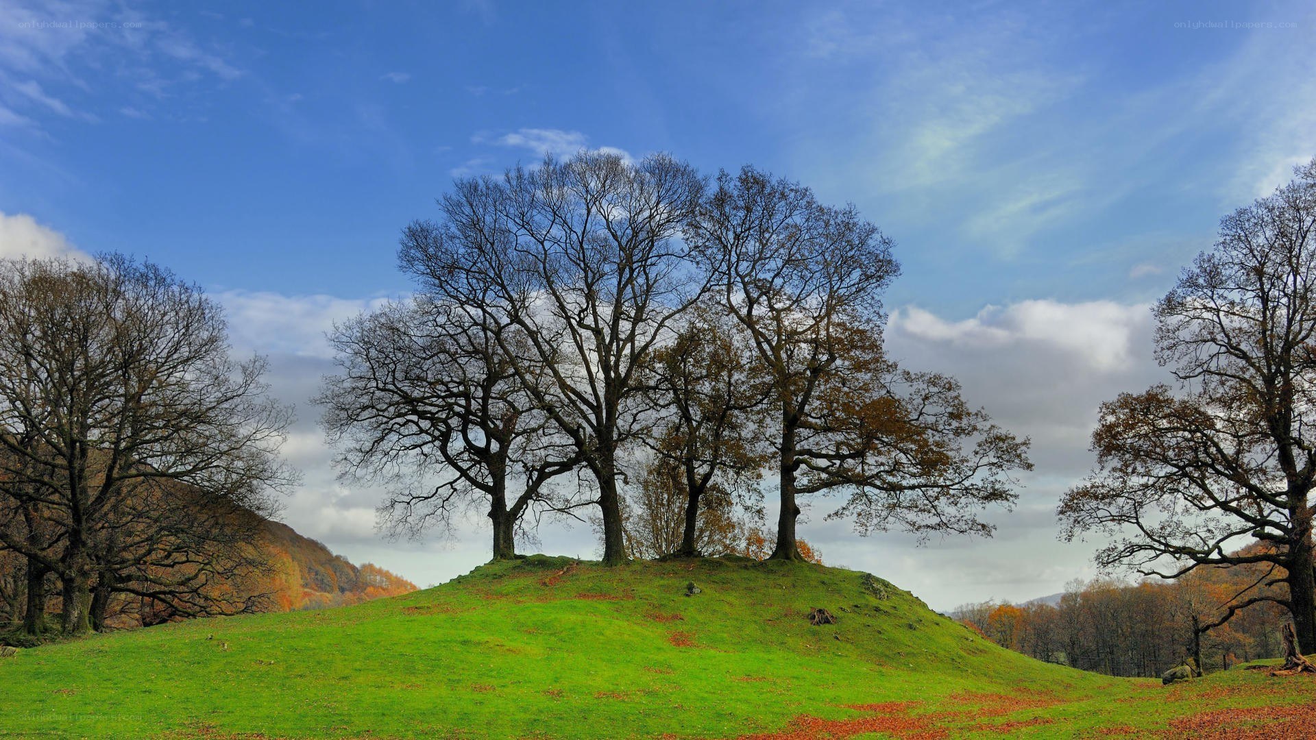 Trees on a grassy hill