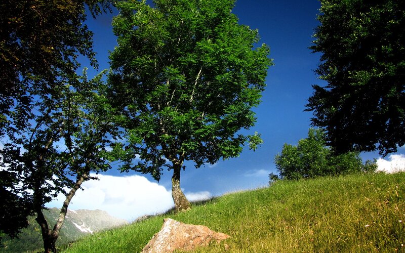 Trees on a grassy hillside