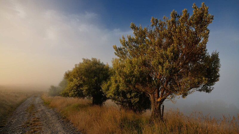 Trees on a Gravel Path