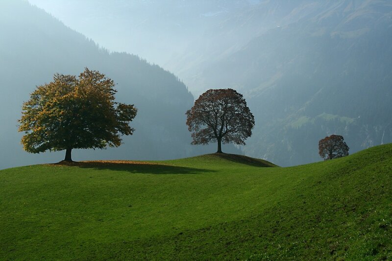 Trees on a green hillside