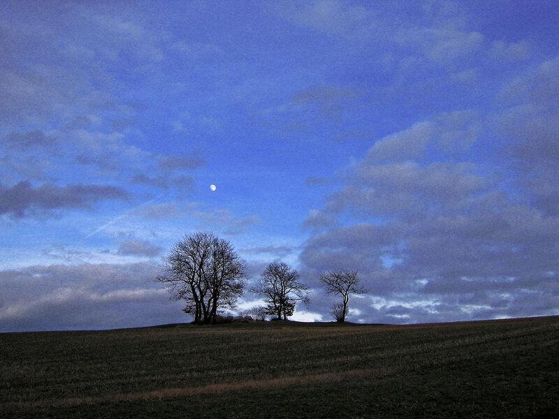 Trees on a Hill at Dusk