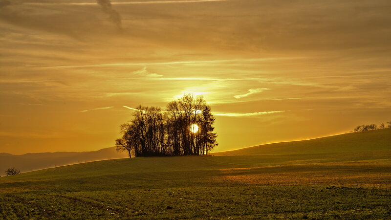 Trees on a Hill at Sunset — Gold