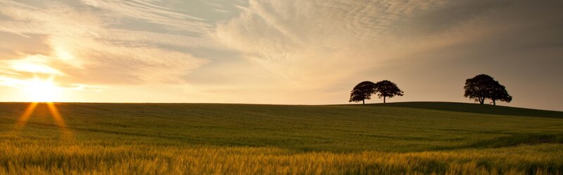 Trees on a Hill at Sunset — Green, Serene