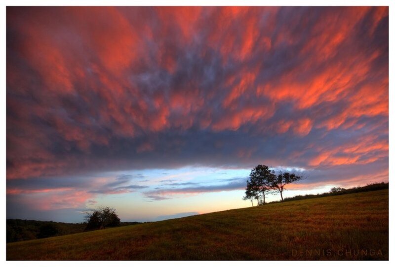 Trees on a Hill at Sunset — Red