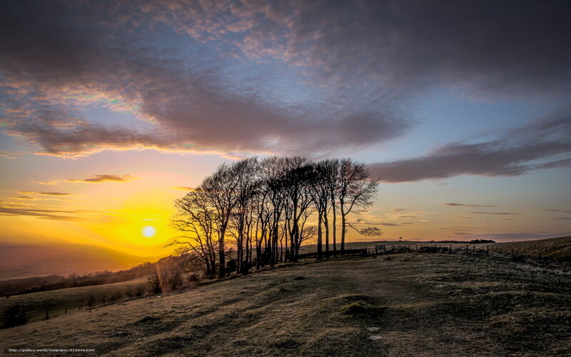 Trees on a Hill at Sunset — Yellow, Dramatic