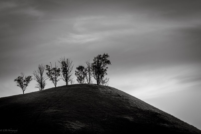Trees on a Hill — Black