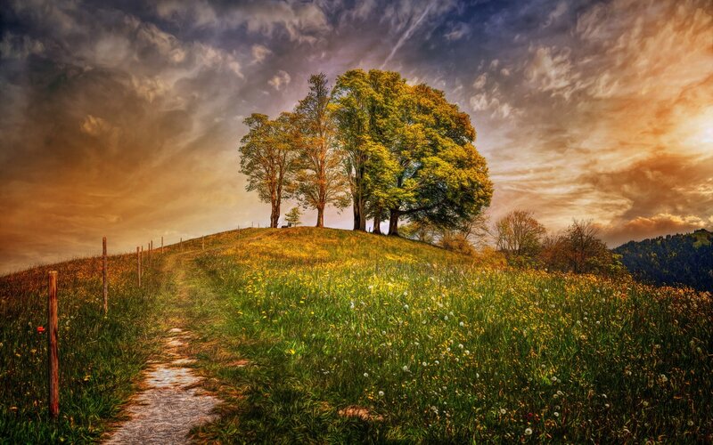 Trees on a Hill — Green, Dramatic, Sunset
