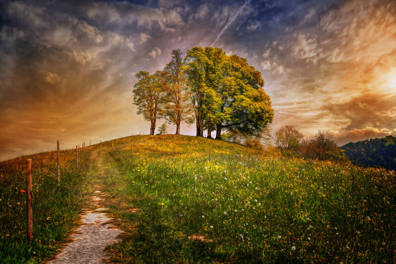 Trees on a Hill — Green, Dramatic