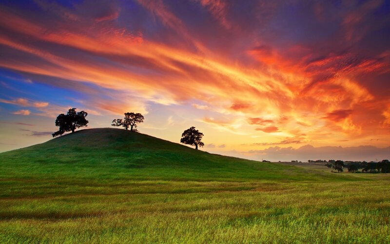 Trees on a Hill — Green