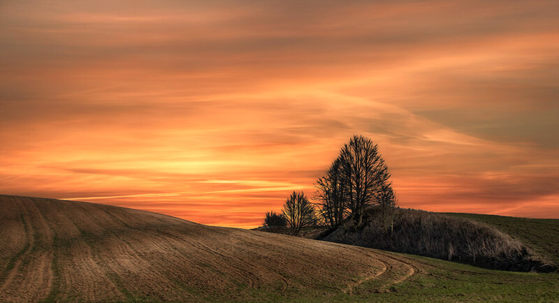 Trees on a Hill — Orange, Serene
