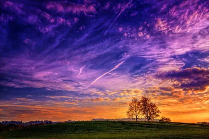 Trees on a Hill — Purple