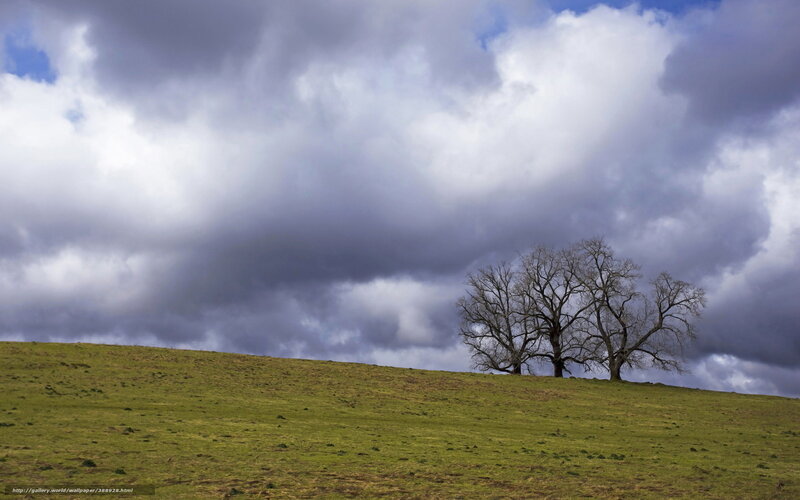 Trees on a Hill Under Cloudy Sky