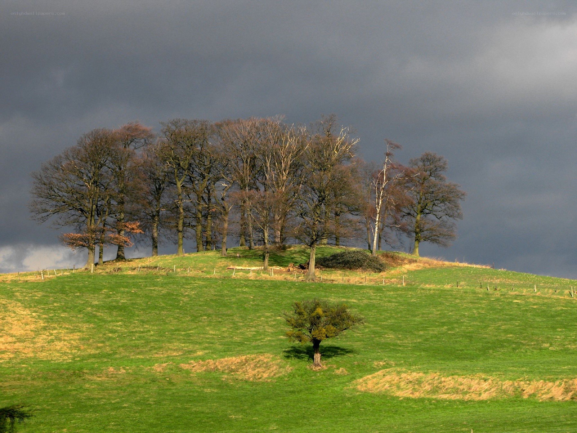 Trees on a hill under stormy sky
