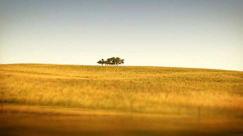 Trees on a Hill — Yellow, Serene, Afternoon