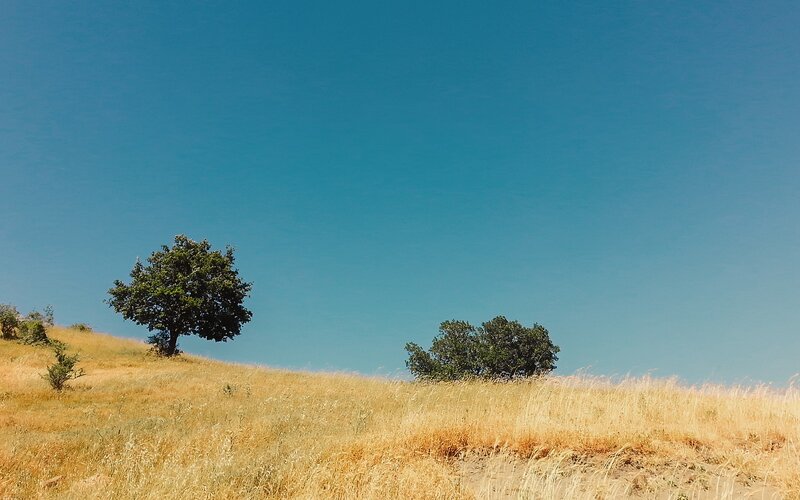 Trees on a Hillside — Blue, Serene, Afternoon, Photograph
