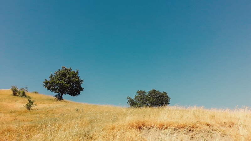 Trees on a Hillside — Blue, Serene, Afternoon