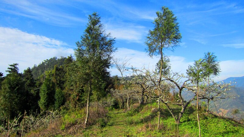 Trees on a Hillside — Blue, Serene, Spring